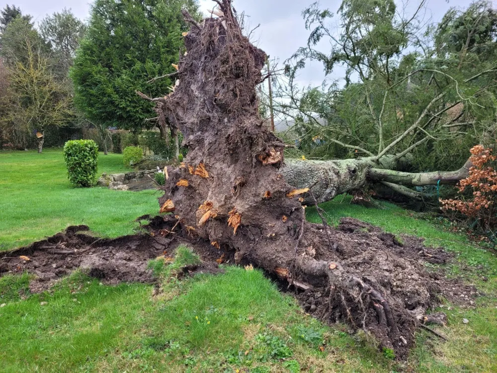 arbre abattu