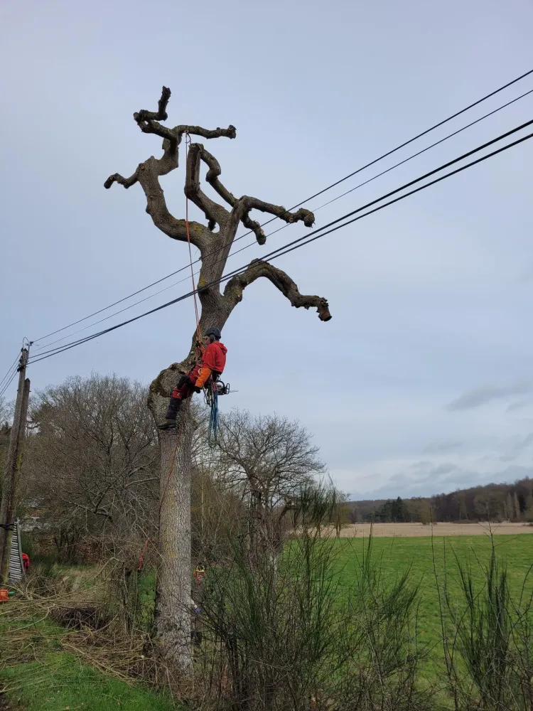 lagage d'arbre
