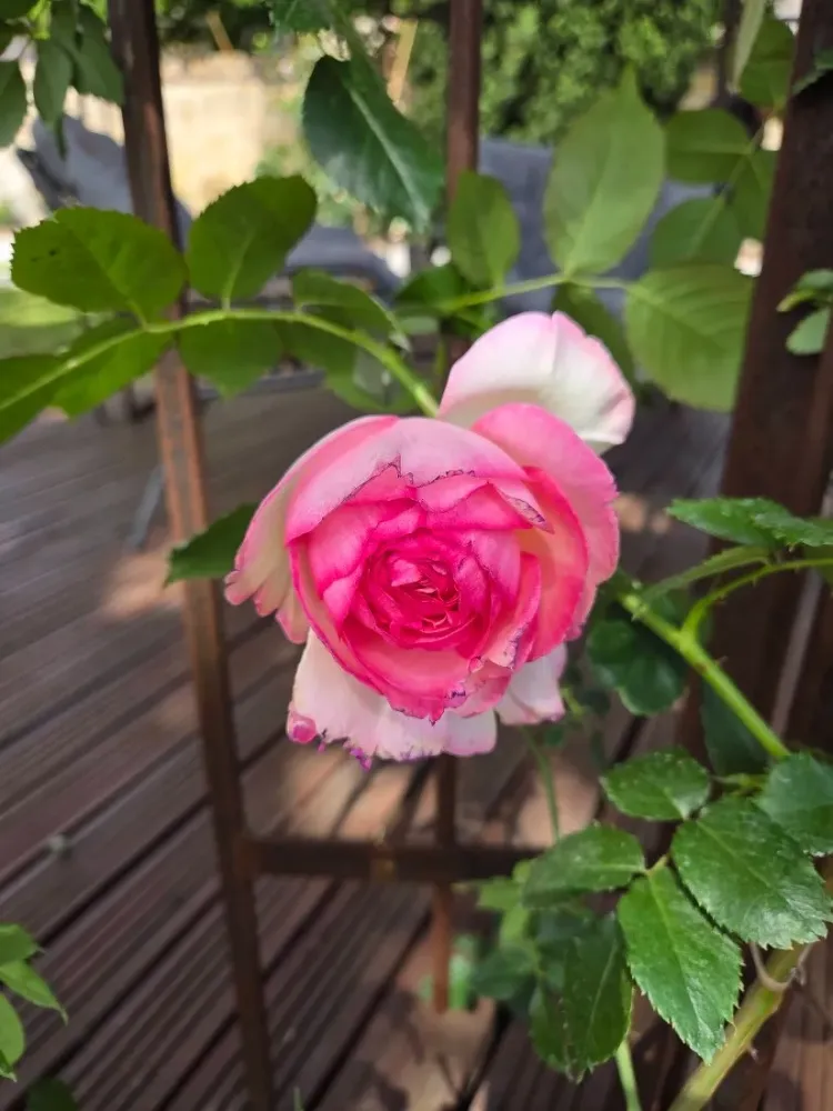 rose